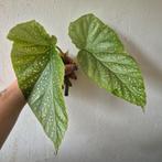 begonia corallina, Huis en Inrichting, Kamerplanten, Ophalen of Verzenden, Overige soorten, Minder dan 100 cm