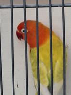 Pop 2024 broedrijp, Dieren en Toebehoren, Vrouwelijk, Parkiet