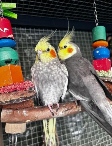 Te koop bewezen broedkoppel  beschikbaar voor biedingen