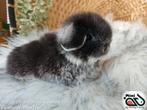 Raszuiver baby minilop konijn ram (transport mogelijk), Dieren en Toebehoren, Konijnen, Mannelijk, Dwerg, Hangoor, 0 tot 2 jaar