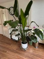 Strelitzia Nicolai, Huis en Inrichting, Kamerplanten, Ophalen of Verzenden, Overige soorten