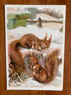 Eekhoorns in de winter 1954, Verzamelen, Ansichtkaarten | Dieren, Ophalen of Verzenden, 1940 tot 1960, Gelopen, Knaagdier