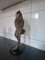 taxidermie opgezette uil, Verzamelen, Dierenverzamelingen, Ophalen of Verzenden, Vogel, Opgezet dier