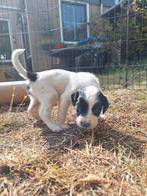 Nestje Engelse springer Spaniëls  pups, Dieren en Toebehoren, CDV (hondenziekte), 8 tot 15 weken, Meerdere, Meerdere dieren