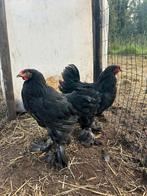 Brahma haan, zwart, Dieren en Toebehoren, Ophalen, Nieuw