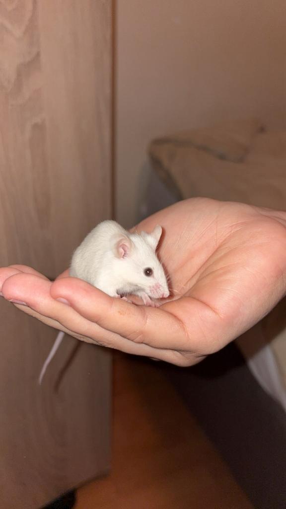 3 dames muisjes met kooi, Dieren en Toebehoren, Knaagdieren, Vrouwelijk, Muis, April, Tam