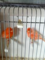 Te Koop; 2 jonge rode kanaries., Dieren en Toebehoren, Vogels | Kanaries, Meerdere dieren, Kleurkanarie