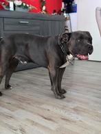 American bully xl dekreu, Particulier, Rabiës (hondsdolheid), 3 tot 5 jaar, Reu