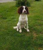 Springer Spaniel staat ter dekking, Particulier, Rabiës (hondsdolheid), Meerdere, 3 tot 5 jaar