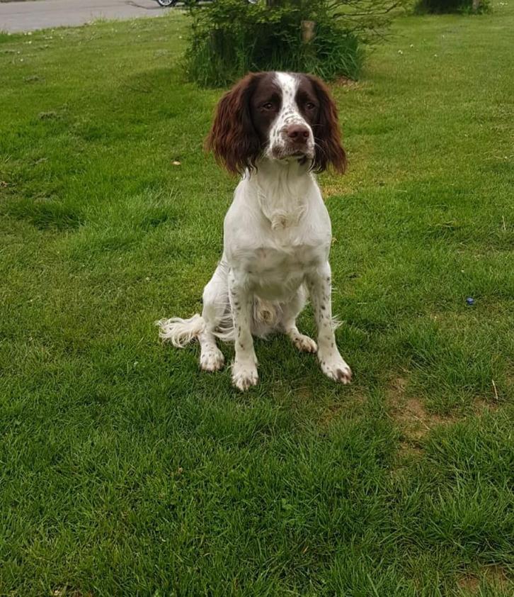 Springer Spaniel staat ter dekking, Dieren en Toebehoren, Honden | Dekreuen, Reu, Particulier, Meerdere, Nederland, 3 tot 5 jaar