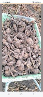 Dahlia Knollen, Ophalen of Verzenden, Voorjaar, Knol