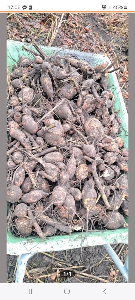 Dahlia Knollen, Tuin en Terras, Bloembollen en Zaden, Knol, Voorjaar, Ophalen of Verzenden