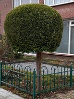 Den op stam, Ophalen, 100 tot 250 cm