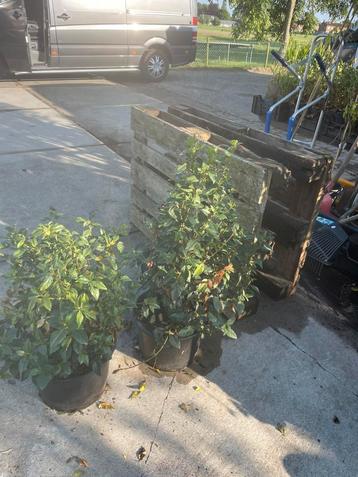 Viburnum Tinus zomer wintergroen witte bloemen in winter  beschikbaar voor biedingen