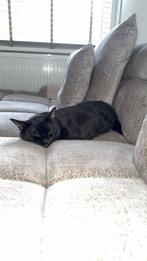 Britse korthaar x Scottish fold, Dieren en Toebehoren, Katten en Kittens | Raskatten | Korthaar, Poes