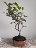 Malus sierappel bonsai, Bloeit niet, Halfschaduw, Minder dan 100 cm, Overige soorten