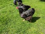 Verse broedeieren wyandotte groot, Dieren en Toebehoren, Pluimvee, Geslacht onbekend, Kip