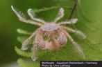 AANBIEDING: Limnopilos naiyanetri “Microspider” krab, Dieren en Toebehoren, Vissen | Aquariumvissen, Kreeft, Krab of Garnaal
