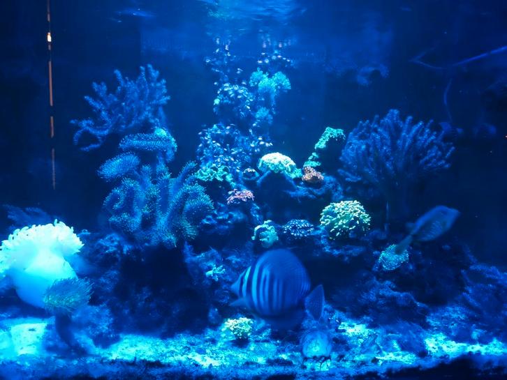 Koralen, Dieren en Toebehoren, Vissen | Aquariumvissen, Overige typen
