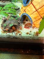 Gratis op te halen: posthoornslakken voor aquarium, Dieren en Toebehoren, Vissen | Aquariumvissen, Slak of Weekdier