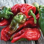 Peper zaden, ,chilli pepper, zaden, zaadvast/heirloom, Tuin en Terras, Bloembollen en Zaden, Ophalen of Verzenden, Voorjaar, Volle zon
