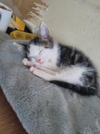 Europese korthaar kitten, Dieren en Toebehoren, Katten en Kittens | Overige Katten, Kater, Kortharig, 0 tot 2 jaar