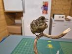 Opgezette Groening, Verzamelen, Ophalen of Verzenden, Nieuw, Vogel, Opgezet dier