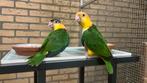 Caiques Papegaaien Süper tamme baby, Dieren en Toebehoren, Vogels | Parkieten en Papegaaien, Meerdere dieren, Papegaai, Geringd