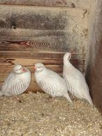 Te koop chukarpatrijzen en roodpootpatrijzen, Dieren en Toebehoren, Meerdere dieren