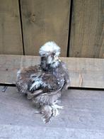 Usa zijdehoen choco motteld broedeitjes, Dieren en Toebehoren, Pluimvee, Meerdere dieren, Kip