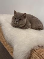 Britse korthaar, Kater, Ontwormd
