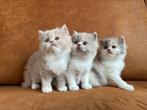 Prachtige Britslang & Bristkorthaar kittens met Stamboom, Poes, Gechipt, 0 tot 2 jaar