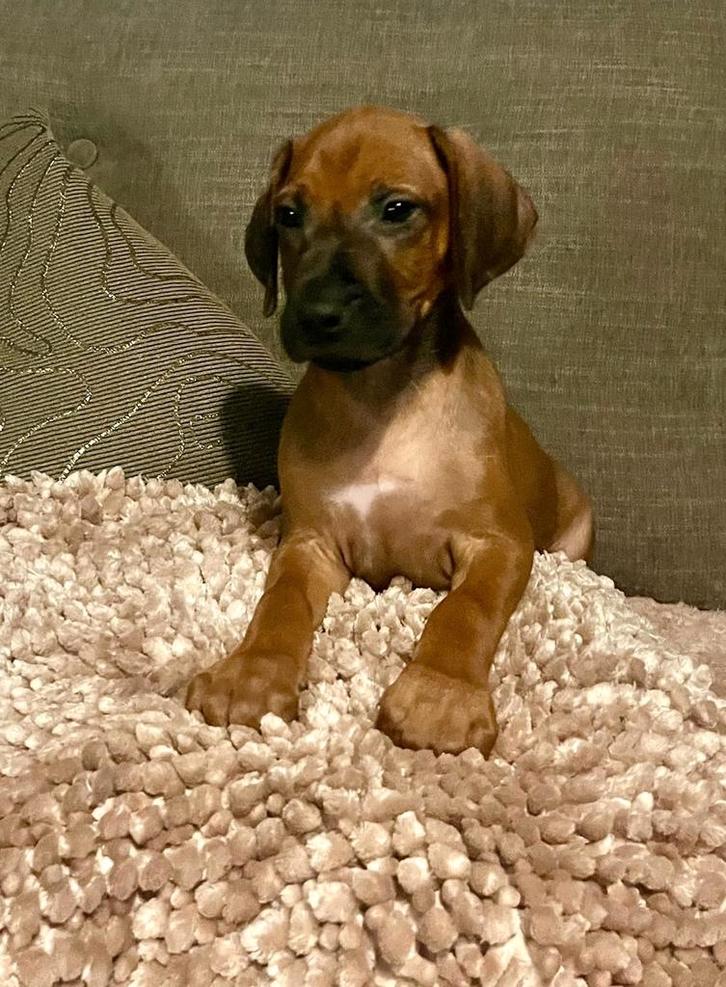 Rhodesian ridgeback pups met stamboom mogen het nest verlate, Dieren en Toebehoren, Honden | Beagles, Bassets en Lopende honden