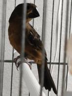 Twatwa Pop 2025, Dieren en Toebehoren, Vrouwelijk, Tropenvogel, Geringd