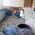 Kuikens, Dieren en Toebehoren, Geslacht onbekend, Kip