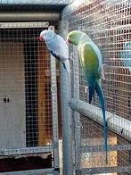 Koppel halsbandparkieten, Meerdere dieren, Parkiet