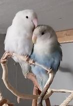 Agapornis Roseicollis dwergpapegaai jong koppel te koop, Dieren en Toebehoren, Vogels | Parkieten en Papegaaien, Geslacht onbekend