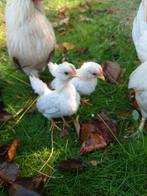 3 Serama haan kuikens, gratis, Dieren en Toebehoren, Pluimvee, Mannelijk, Kip