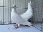 Witte Postduiven, Dieren en Toebehoren, Meerdere dieren, Postduif