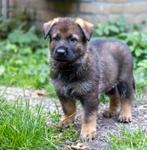 Wolfsgrauwe Duitse Herder Pup, Dieren en Toebehoren, Reu, CDV (hondenziekte), 8 tot 15 weken, Eén hond