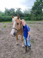 Lieve Romeo: Haflinger X Welsh, 10 jaar, 1.37, ruin, Dieren en Toebehoren, Pony's, Ruin, Zadelmak, 7 tot 10 jaar, Recreatiepony