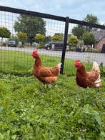 2 tamme legkipjes, Dieren en Toebehoren, Pluimvee, Vrouwelijk, Kip
