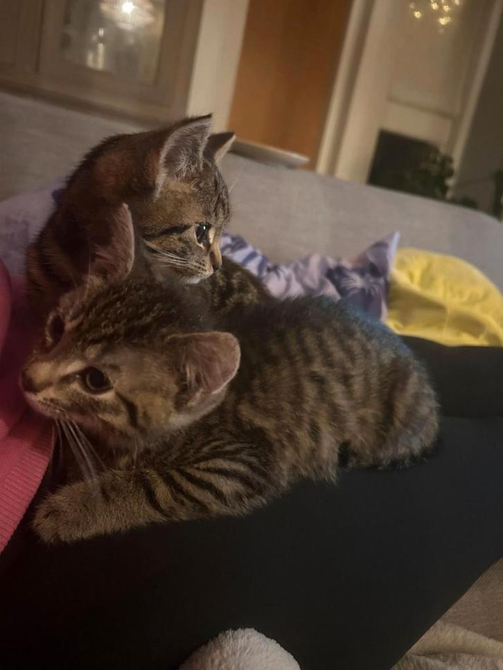 Nog 1 kitten beschikbaar, Dieren en Toebehoren, Katten en Kittens | Overige Katten, Kortharig, Meerdere dieren, 0 tot 2 jaar