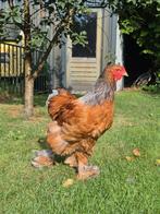 Jonge brahma hanen, Dieren en Toebehoren, Pluimvee, Mannelijk, Kip