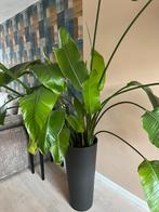 Grote strelitzia nicolai (evt incl pot), Huis en Inrichting, Kamerplanten, Ophalen, Halfschaduw, 200 cm of meer