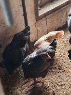 Kippen   barnevelder. Faverolles, Dieren en Toebehoren, Pluimvee, Meerdere dieren, Kip