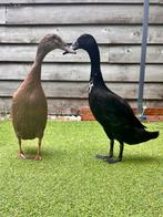 Twee lieve vrouwelijke loopeenden, Vrouwelijk, Eend