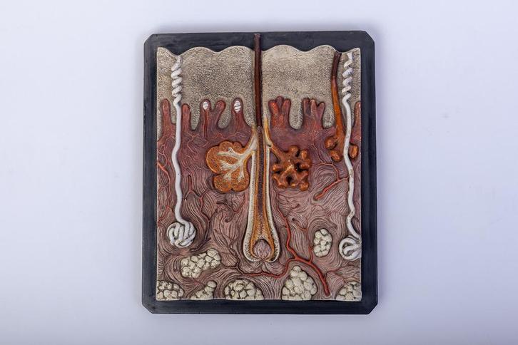 Bock-Steger Anatomisch huidmodel c1880, Antiek en Kunst, Curiosa en Brocante, Ophalen of Verzenden