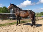 Lieve 11 jarige kwpn merrie voor recreatief gebruik, Merrie, Gechipt, Niet van toepassing, 160 tot 165 cm