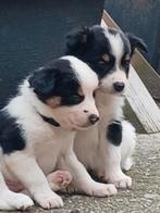 Border collie pups, Dieren en Toebehoren, Honden | Herdershonden en Veedrijvers, CDV (hondenziekte), 8 tot 15 weken, Collie, Meerdere